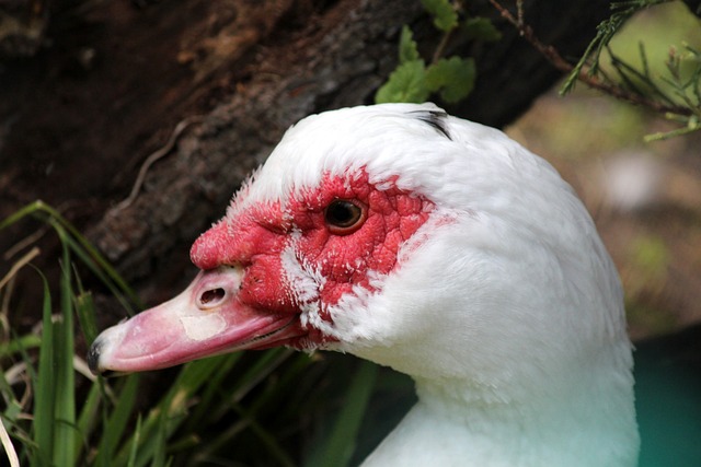 作为中国队 作为中国队